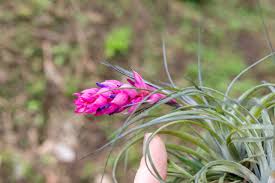Image result for Tillandsia