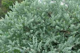 Image result for Acacia podalyriifolia