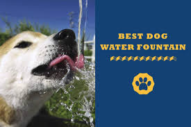 Dog outdoor dog drinking water fountain step on, easy paw,piepea brass valve outdoor dog/pet water fountain,for pets playing and happiness. Best Dog Water Fountains In 2021 Totally Goldens