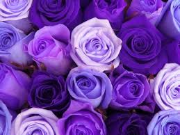 Color of flowers for mourning. You Know Purple In Many Cultures Is The Color Of Mourning So Here Are Some Purple Flowers To Mourn The Other Colors That Tried Their Best Flairwars