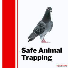 With so many years of experience we know exactly what you need to keep your home safe from pests! Animal Trapping In Queensland Pesky Possum Bird Pest Control