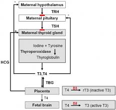 Pregnancy And Graves Disease Intechopen