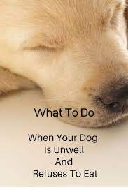 Appetite Stimulants For Dogs 7 Lifesaving Tips Waggy Tales Dog Refuses To Eat Sick Dog Dog Health Tips
