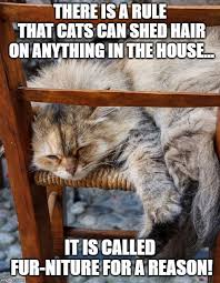 Cat Furniture Meme Cats Cat Puns Cat Jokes