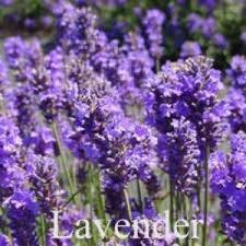 Image result for Lavandula angustifolia Vera