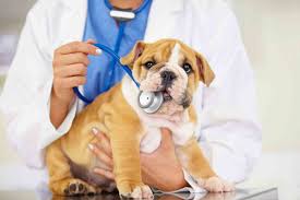 Can you get free vet care if your on benefits? Fear Free Vet Care Archives Clairmont Animal Hospital Clairmont Animal Hospital