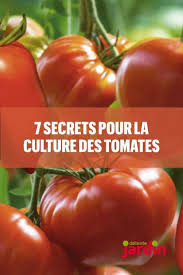 11 Conseils Pour Reussir La Culture Des Tomates A Coup Sur En 2020 Jardin De Tomates Cultiver Des Tomates Culture Tomate