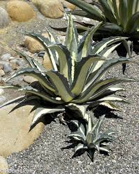 Image result for Agave americana