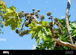 Image result for Trevesia