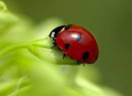 Are Black And Red Ladybugs Poisonous Flower Story Welcoming Lady Bugs Into Flower Story Ladybug Poisonous Ladybugs Cute Small Animals