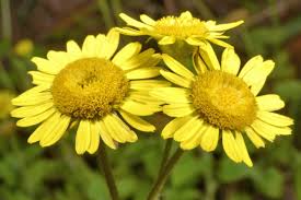 Image result for Anisopappus chinensis