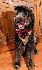 Getting Ready For A Night Out I Love Dogs Bordoodle Doodle Dog