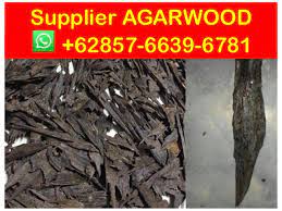 Agarwood is a fragrant dark resinous wood and is used as incense, perfume ingredient, and also in small carvings. Suppliers 62 857 6639 6781 Whatsapp Agarwood Oil Price Per Kg