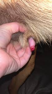 Image result for Urethral Prolapse