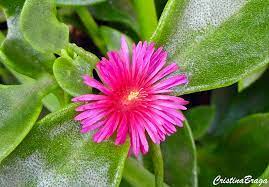 Os minerais, por sua vez, contribuem para a formação dos ossos, dentes e sangue. Rosinha De Sol Aptenia Cordifolia Flores E Folhagens