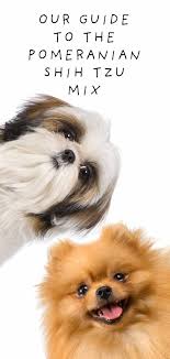 While they are quite active indoors, a small yard can also be advisable. Pomeranian Shih Tzu Mix Meet The Shiranian