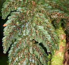Image result for Abrodictyum rigidum