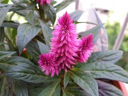 Image result for Celosia stuhlmanniana