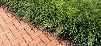 This is another shared characteristic between the two plants. Border And Edging Plants Flower Power