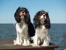 L'havanese è anche un eccellente cane da guardia e prende sul serio il lavoro, e in più è un cane che non ama per nulla abbaiare. Cavalier King Charles Spaniel Wikipedia