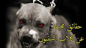 حقائق مخيفه عن كلاب البيتبول لكنها جميلة عن اقوى كلب في العالم animals dogs art