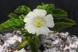 Image result for Monsonia angustifolia