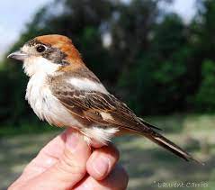Oiseaux de votre jardin (guide sonore). Pie Grieche A Tete Rousse Lanius Senator Laurent Carrier Ornithologie