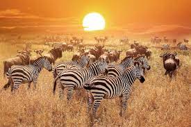 touring serengeti national park kenya or tanzania travel earth wildlife vacations serengeti national park tanzania