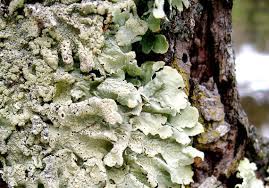Are you lichen the bark? Here S Why We Like Lichens Pittsburgh Post Gazette