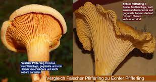1 stunde einweichen lassen), im glas oder auch tiefgekühlt. Pfifferling Echter Pfifferling Eierschwamm Rehgeiserl Reherl Gemeiner Pfifferling Eierleistling Eierpilz Cantharellus Cibarius