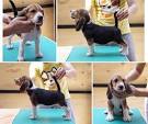 Beagle Puppies For Sale - AKC PuppyFinder