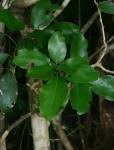 Image result for Cola mossambicensis