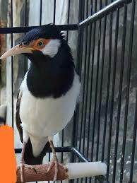 Kicau burung blackthroat gacor ngerol om kicau birds. Perbedaan Spesifik Jalak Suren Jantan Dan Betina