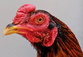 Browse the user profile and get inspired. Kepala Jengger Dan Muka Ayam Bangkok Juara Yang Bagus Ayam Juara Ayam Bangkok Jenis