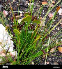 Image result for Schizaea pectinata