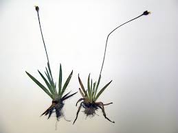 Image result for Xyris