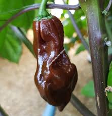 Big Caramel Mama Chilli Plug Plant - Pasture Fire