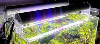 Akuarium merupakan wadah dan peralatan utama untuk membangun ekosistem aquascape dan juga ekosistem akuarium laut. Info Terbaru Harga Lampu Led Aquarium Berbagai Merk Daftar Harga Tarif