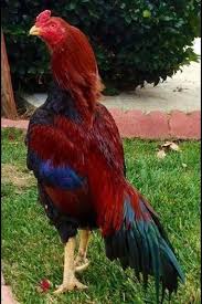 A Very Nice Example Of A Pakistani Asil Chickens And Roosters Beautiful Chickens Chickens Backyard