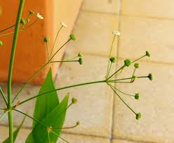 Image result for Aneilema lanceolatum