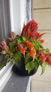Celosia Plumosa Leaves Wilting And Browing 480811 Ask Extension