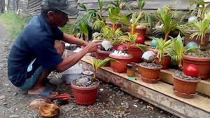 Beli bonsai kelapa online berkualitas dengan harga murah terbaru 2021 di tokopedia! Cara Membuat Bonsai Kelapa Youtube