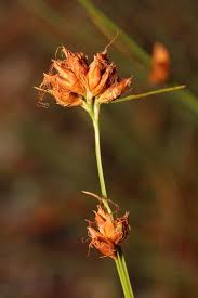 Image result for Rhynchospora brevirostris