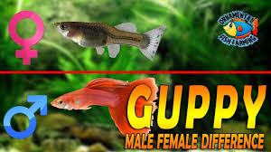In guppy courtship, the male guppy performs a type of dance around the female to express his interest. How To Identify Guppy Male Female Difference Fancy Guppy Guppies Youtube