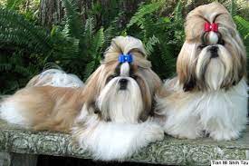 > all seattle eastside kitsap co olympia seattle snohomish co south king tacoma. Shih Tzu Puppies For Sale From Reputable Dog Breeders