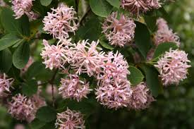 Image result for Dais cotinifolia