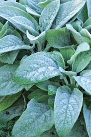 Image result for Stachys