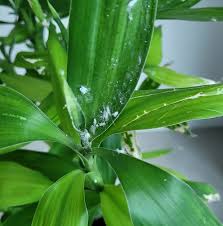 Image result for Indigofera hedyantha