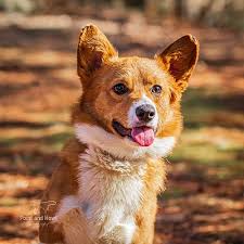 The litter consists of red/sables boys and girls and 3 red merle females. Virginia Beach Va Corgi Meet Ginger A Pet For Adoption