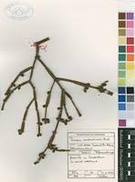 Image result for Viscum combreticola